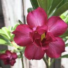 5 Seeds - Adenium Obesum ‘Double Red’ Desert Rose Mix Flower Seeds - Garden Seeds