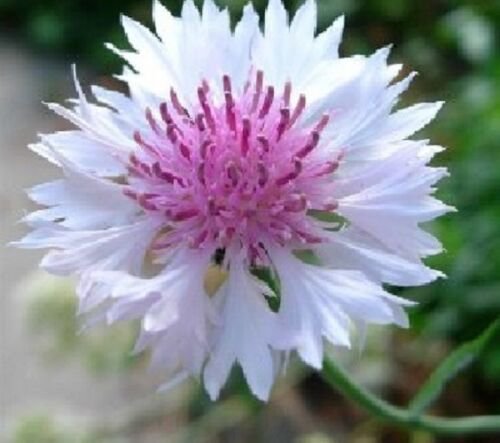 50 Seeds - CORNFLOWER TALL DOUBLE PINK BALL Flower Seeds - Garden Seeds