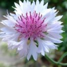 50 Seeds - CORNFLOWER TALL DOUBLE PINK BALL Flower Seeds - Garden Seeds