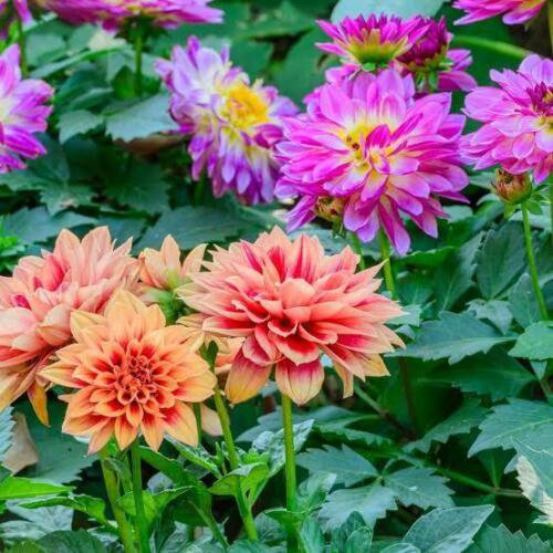 20 Seeds - DAHLIA DWARF DOUBLE OPERA MIX Flower Seeds - Garden Seeds