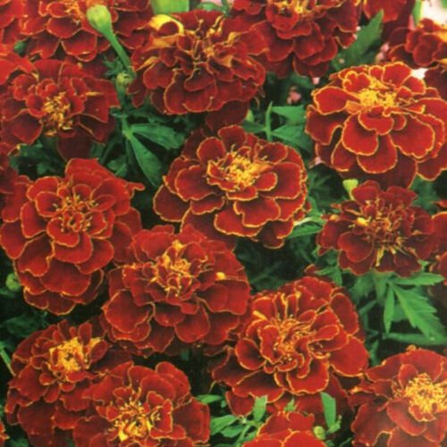 50 Seeds - MARIGOLD DWARF DOUBLE RED CHERRY Flower Seeds - Garden Seeds