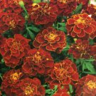 50 Seeds - MARIGOLD DWARF DOUBLE RED CHERRY Flower Seeds - Garden Seeds
