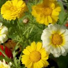 100 Seeds - Chrysanthemum Coronarium Double Flowered Seeds - Garden Seeds