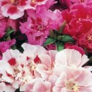 100 Seeds - SATIN FLOWER TALL DOUBLE MIX Flower Seeds - Garden Seeds