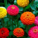 50 Seeds - ZINNIA LILLIPUT MIX Fully Double Cut Flowers Borders Seeds - Garden Seeds
