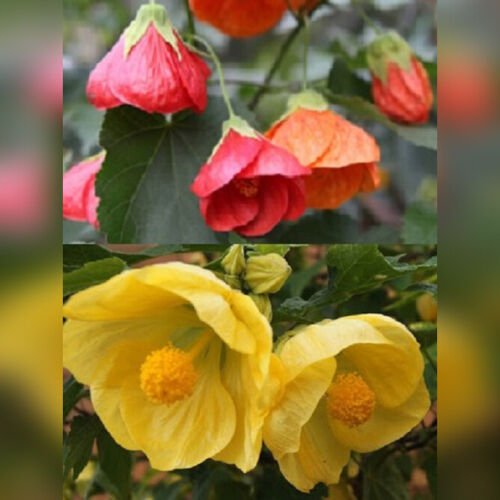 10 Seeds - ABUTILON GIANTS CHINESE LANTERNS MIX Seeds - Garden Seeds