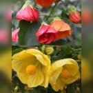 10 Seeds - ABUTILON GIANTS CHINESE LANTERNS MIX Seeds - Garden Seeds