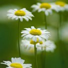 100 Seeds - CHAMOMILE ROMAN Flower Herb Seeds - Garden Plant Seeds