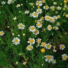 300 Seeds - Chamomile True German Flower Herb Seeds - Garden Plant Seeds