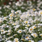 500 Seeds - Roman Lawn Chamomile Flower Herb Seeds - Garden Plant Seeds