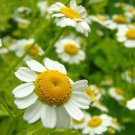 200 Seeds - Chamomile Roman 'Plant's Physician' Flower Herb Seeds - Garden Plant Seeds