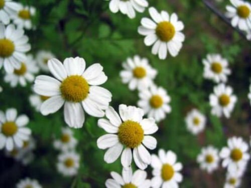 500 Seeds - CHAMOMILE 'German' MAKE YOUR OWN TEA Flower Herb Seeds - Garden Plant Seeds