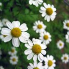 500 Seeds - CHAMOMILE 'German' MAKE YOUR OWN TEA Flower Herb Seeds - Garden Plant Seeds