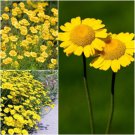 200 Seeds - Golden Chamomile Kelawayi Flower Herb Seeds - Garden Plant Seeds