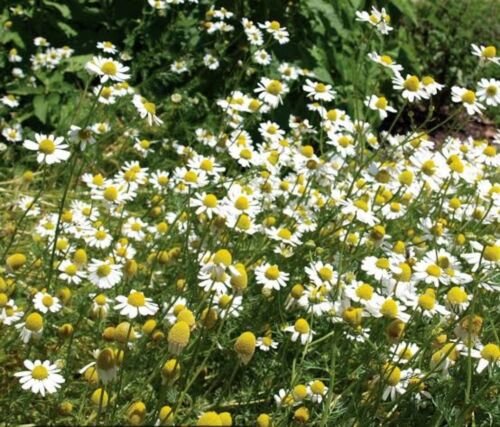 300 Seeds - Chamomile (German) Flower Herb Seeds - Garden Plant Seeds