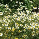 300 Seeds - Chamomile (German) Flower Herb Seeds - Garden Plant Seeds
