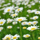 100 Seeds - CHAMOMILE ROMAN Calming Herbal Tea Apple Flower Herb Seeds - Garden Plant Seeds
