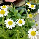 150 Seeds - CHAMOMILE Roman walkable Anthemis nobilis Flower Herb Seeds - Garden Plant Seeds