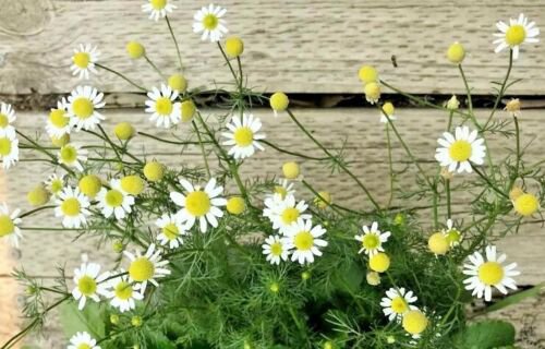 600 Seeds - CHAMOMILE 'German' MAKE YOUR OWN TEA Flower Herb Seeds - Garden Plant Seeds