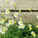 600 Seeds - CHAMOMILE 'German' MAKE YOUR OWN TEA Flower Herb Seeds - Garden Plant Seeds