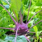 150 Seeds - KOHL RABI Purple Vienna Vegetable Seeds - Garden Plant Seeds