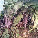 50 Seeds - Purple Kohlrabi Home Vegetable Seeds - Garden Plant Seeds