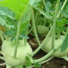 50 Seeds - Kohl Rabi White Vienna Vegetable Seeds - Garden Plant Seeds