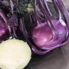 100 Seeds - KOHLRABI Purple Vienna Vegetable Seeds - Garden Plant Seeds
