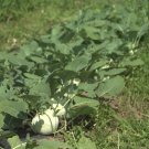 100 Seeds - KOHLRABI White Vienna Vegetable Seeds - Garden Vegetable Plant Seeds