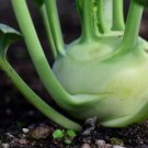 100 Seeds - Heirloom KOHL RABI WHITE VIENNA Vegetable Seeds - Garden Vegetable Plant Seeds