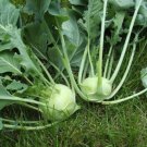 100 Seeds - KOHL RABI White Vienna Vegetable Seeds - Garden Vegetable Plant Seeds