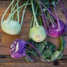 200 Seeds - KOHLRABI White Vienna & Purple Vegetable Seeds - Garden Vegetable Plant Seeds