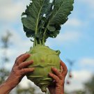 150 Seeds - Kohlrabi Superschmelz Giant White Vegetable Seeds - Garden Vegetable Plant Seeds