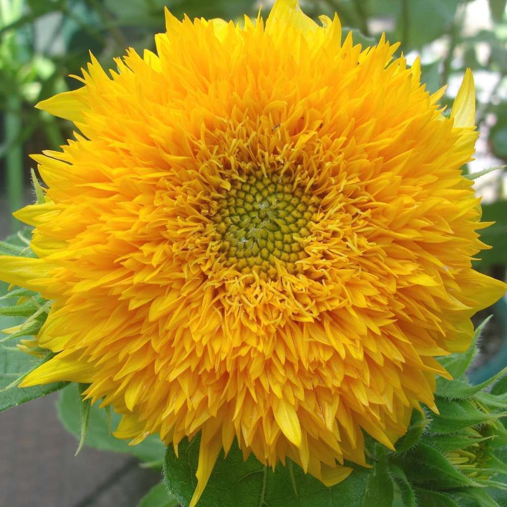 5 Seeds - Sunflower Teddy Bear Seeds Summer Flower Seeds - Garden Flower Plant Seeds