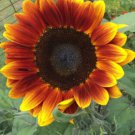 5 Seeds - ROYAL VELVET SUNFLOWER Summer Flower Seeds - Garden Flower Plant Seeds