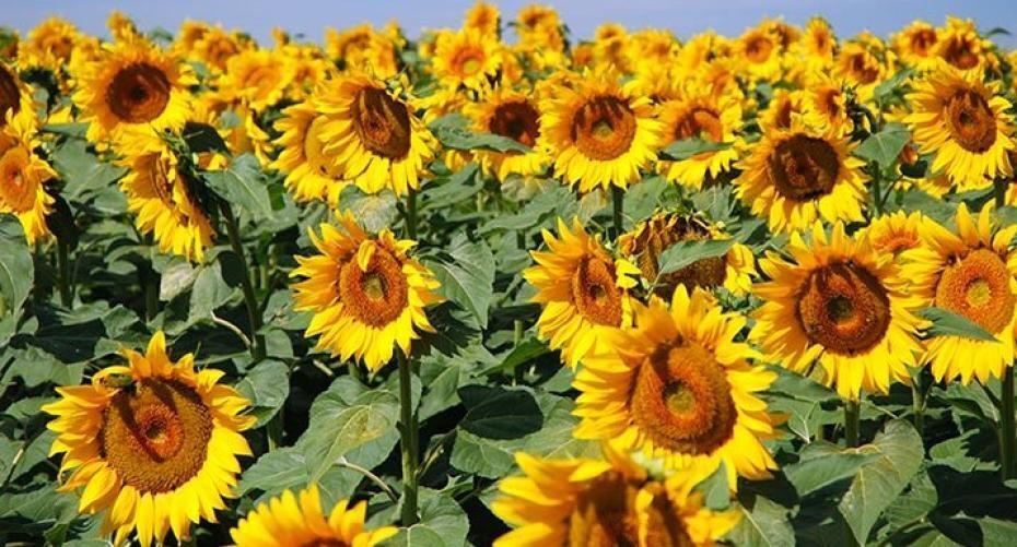 20 Seeds - Sun King Sunflower Seeds Border Plant Flower Seeds - Garden Flower Plant Seeds
