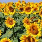 20 Seeds - Sun King Sunflower Seeds Border Plant Flower Seeds - Garden Flower Plant Seeds