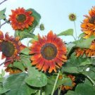 5 Seeds - Sunflower Seeds Cut Flower Royal Velvet Flower Seeds - Garden Flower Plant Seeds