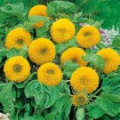 5 Seeds - SUNFLOWER TEDDY BEAR Flower Seeds - Garden Flower Plant Seeds