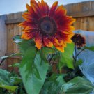 5 Seeds - ROYAL VELVET SUNFLOWER Summer Cut Flower Seeds - Garden Flower Plant Seeds