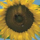 20 Seeds - SUN KING SUNFLOWER Cottage Flower Seeds - Garden Flower Plant Seeds