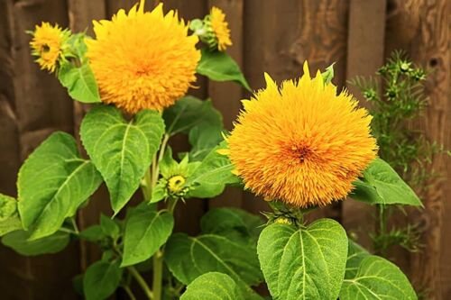 5 Seeds - Teddy Bear Sunflower Seeds Flower Seeds - Garden Flower Plant Seeds