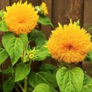 5 Seeds - Teddy Bear Sunflower Seeds Flower Seeds - Garden Flower Plant Seeds