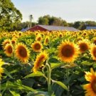 20 Seeds - Sunflower Seeds Sun King Cottage Flower Seeds - Garden Flower Plant Seeds