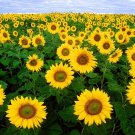 25 Seeds - Beautiful Sunflower (Helianthus Annuus) Flower Seeds - Garden Flower Plant Seeds