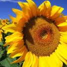 25 Seeds - Sunflower Seeds Bulk Flower Seeds - Garden Flower Plant Seeds