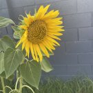 10 Seeds - Sunflower Helianthus Annuus Flower Seeds - Garden Flower Plant Seeds