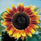 5 Seeds - SOLAR ECLIPSE SUNFLOWER Garden Cut Flower Seeds - Garden Flower Plant Seeds