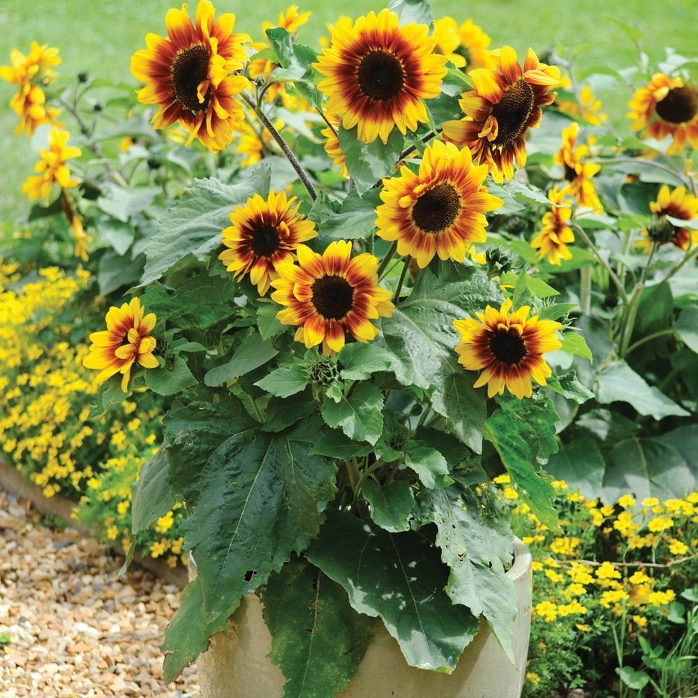 5 Seeds - Sunflower Solar Eclipse Cut Flower Spring Summer Flower Seeds - Garden Flower Plant Seeds
