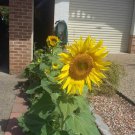 10 Seeds - SUNFLOWER Sun King Helianthus annuus Flower Seeds - Garden Flower Plant Seeds